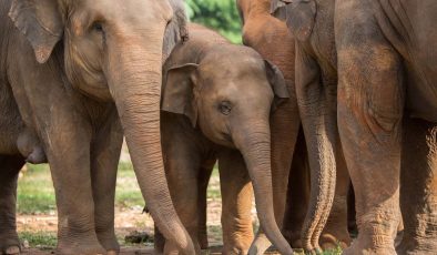 Kötü muamele gören fillerin yeni yuvası: Fil Doğa Parkı