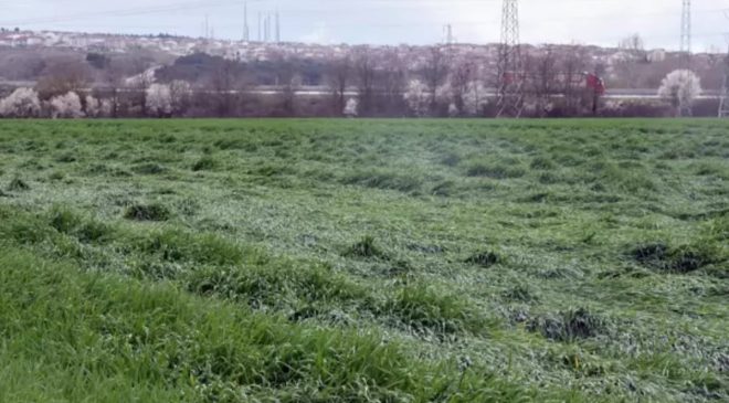 Yalancı bahar buğdayı etkiledi… Fazladan azot gübresi yaramadı
