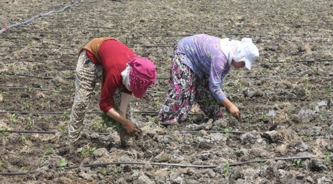 Mevsimlik tarım işçilerinin çalışma şartları düzeltiliyor