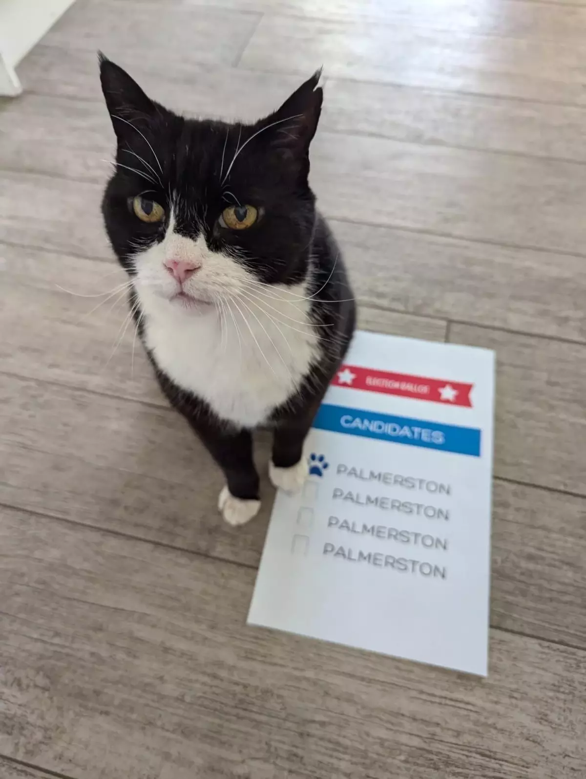 Palmerston, Bermuda’da Oy Kullanarak Seçimlere Katıldı